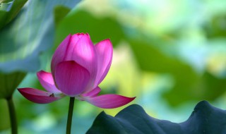 荷花兰的养殖方法 荷花兰的养殖方法虎皮