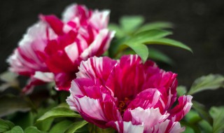 宫廷灯笼花的养殖方法（吊灯笼花养殖方法）