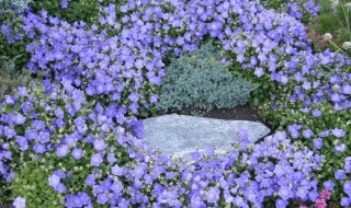 风铃草养殖方法 风铃草养殖方法与技巧