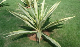 金边铁的养殖方法（金边铁怎么养）