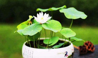 迷你荷花养殖方法（迷你小荷花怎么种）