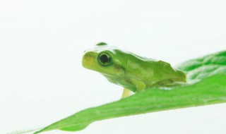 青蛙养殖方法 青蛙的养殖技术及方法