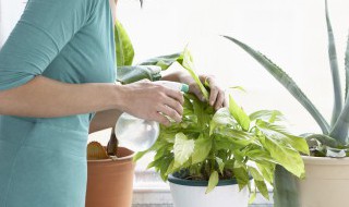 黑珍珠的养殖方法（黑珍珠的养殖方法和注意事项）