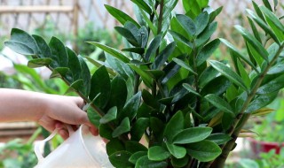 螺旋铁的养殖方法和注意事项 螺旋铁怎么养殖