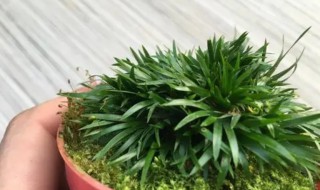 金钱菖蒲的养殖方法(金钱菖蒲能养在室内吗)