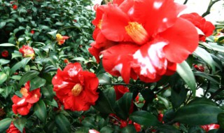 茶花在北方的养殖方法 茶花在北方的养殖方法和注意事项