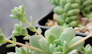 莫兰的养殖方法 墨兰花怎么养