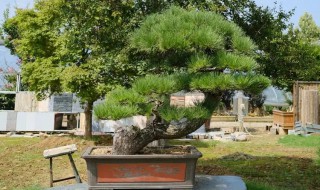 地栽五针松的养殖方法（五针松怎么移栽）