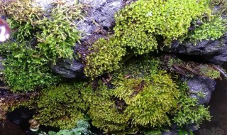 大灰藓的养殖方法（大灰藓怎么种植）