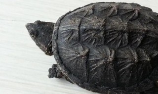 鳄鱼龟的养殖方法（鳄鱼龟家庭养殖方法）
