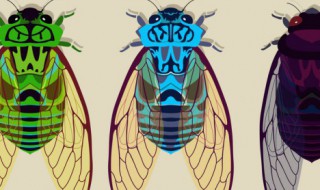 知了的养殖方法（知了猴怎么养殖）