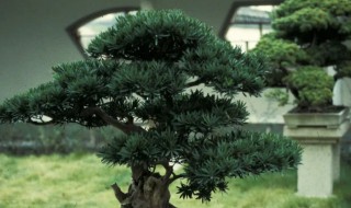 大理罗汉松养殖方法 大理罗汉松盆景