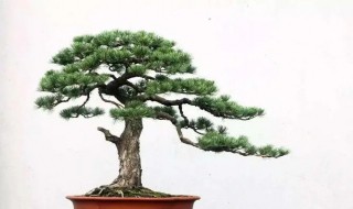 小叶紫檀如何养殖方法 盆栽小叶紫檀的养殖方法