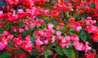 红叶秋海棠的养殖方法 枫叶秋海棠的养殖方法