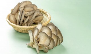 大棚蘑菇的种植方法 蘑菇大棚的建造方法