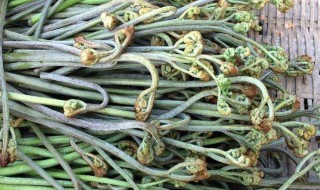 蕨菜的种植方法 蕨菜的种植方法大棚