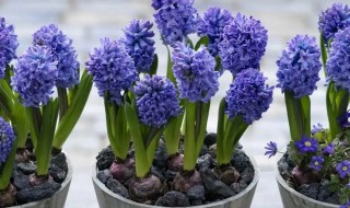风信子的种植方法 风信子的种植方法水培