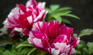 牡丹苗的种植方法(牡丹苗的种植方法牡丹一年开几次花)