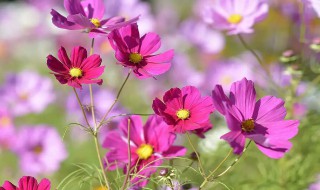 波斯菊种植方法和时间 波斯菊的种植方法和时间