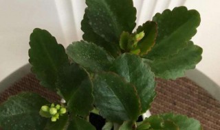 长寿花怎么种植（长寿花怎么种植方法）