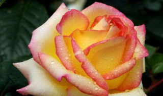 盆栽月季花怎么过冬 盆栽月季花如何过冬