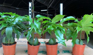 开心果盆栽的学名叫什么 开心果是哪种植物的果实