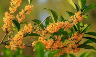 月月桂花树月月开花吗 月桂树是月月开花吗