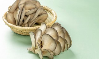 食用菌平菇栽培技术（食用菌平菇栽培技术视频）