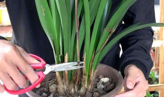 不怕积水烂根的花 不怕积水烂根的花不怕晒