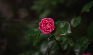 象征着善良温柔的花（什么花的花语是善良温柔）