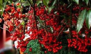 绿宝石海棠一年开几次花（红宝石海棠几年开花）