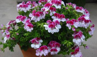天使之眼天竺葵的养殖方法 天使之眼天竺葵品种