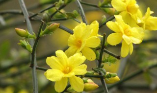 迎春花的叶子长什么样 迎春花的叶子有什么特点