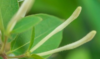 金银花老桩怎么养（金银花老桩盆栽家庭如何养殖）