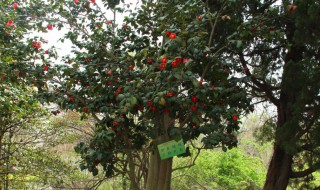 海棠花能在室内养吗 玻璃海棠花能在室内养吗