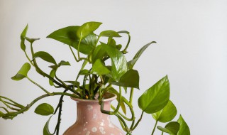 盆栽绿萝太密了怎么办 绿萝太密了好不好