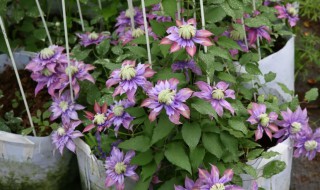 铁线莲几年才能开花（当年种的铁线莲多久可以开花）