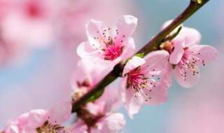 桃花和樱花哪个开花早（樱花和桃花那个开花早）