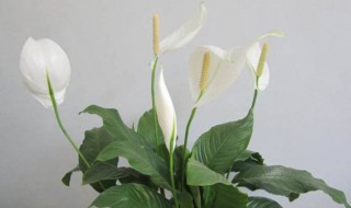 室内养一帆风顺的花怎么养 室内养一帆风顺的花怎么养才能开花