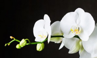 家里养吊兰对风水好吗 家里养吊兰好吗风水应该放在哪里好