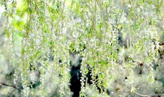 杨絮和柳絮的区别（杨絮）