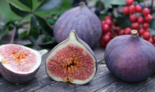 无花果盆栽需要多大的盆 无花果适合多大的盆