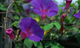 盆栽牵牛花多少天浇水（牵牛花几天浇水）