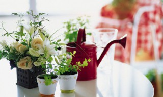 猫眼盆栽有什么作用（猫眼盆栽怎么养）