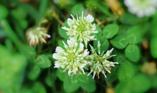 白车轴草是不是三叶草 白三叶草和白车轴草