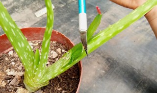 蟹爪兰嫁接后多长时间可成活（蟹爪兰嫁接完以后多长时间能成活?）