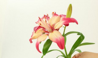 盆栽百合冬天怎么养 盆栽百合冬天怎么养护