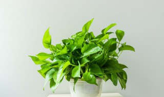 盆栽玉萝怎么养(玉罗植物怎么养)