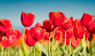 各色郁金香花语和寓意 各种颜色郁金香花语和寓意