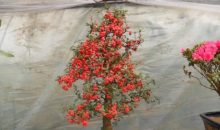 盆栽火棘怎么养（火棘怎么养）